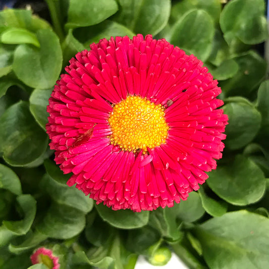 Bellis Speedstar® Plus ‘Red’ ❤️🌼✨