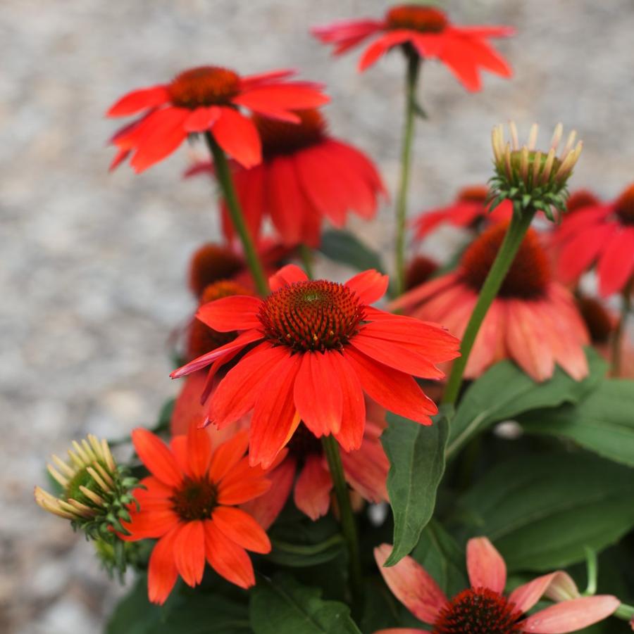 Echinacea ‘Guatemala Papaya’ 🧡🌸✨