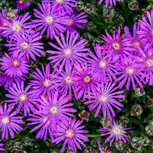 Ice Plant – Delosperma Flashmob® ‘Electric Slide’ 💃💜✨