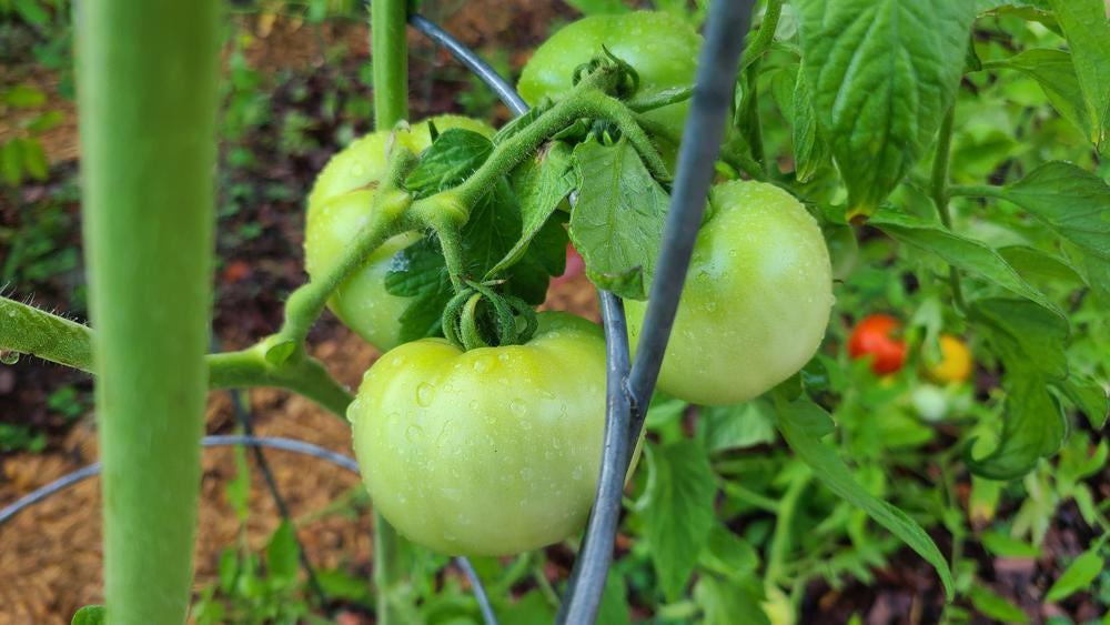 🍅 The Red Mountain Collection™