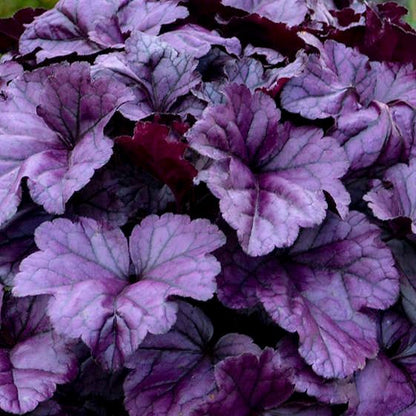 Heuchera Dolce® ‘Wildberry’ 🍓🍃✨