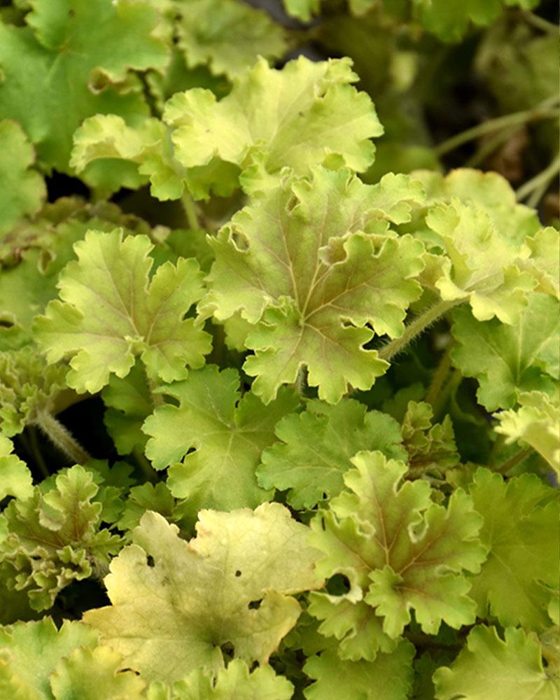 Heuchera Dolce® ‘Apple Twist’ 🍏🍃✨