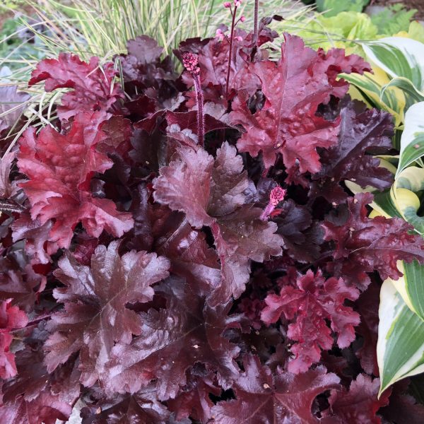 Heuchera Dolce® ‘Cherry Truffles’ 🍒🍫🍃