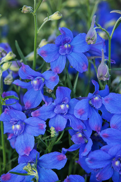 Delphinium ‘Hunky Dory’ 💙✨🌼