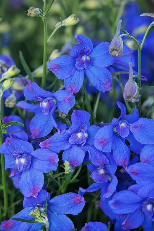 Delphinium ‘Hunky Dory’ 💙✨🌼