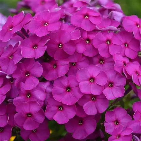 Phlox Ka-Pow® ‘Purple’ 💜💥✨