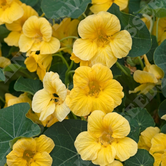 Nasturtium ‘Baby Yellow’ 💛🌼✨