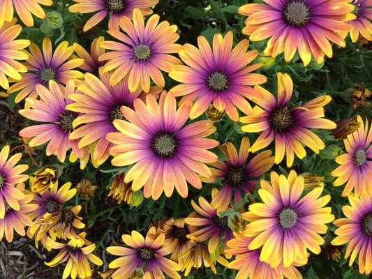 Osteospermum ‘Zion Purple Sun’ 💜🌞✨