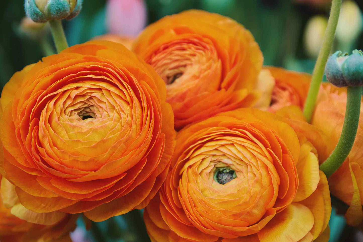 Ranunculus 🌸🧡💛