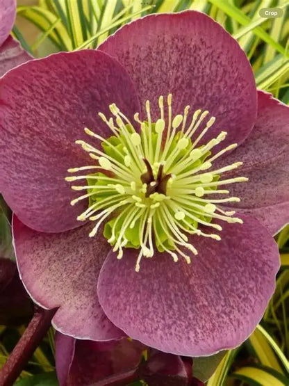 Helleborus First Kiss® ‘Pippa’s Purple’ 💜❄️🌿