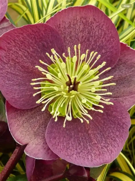 Helleborus First Kiss® ‘Pippa’s Purple’ 💜❄️🌿
