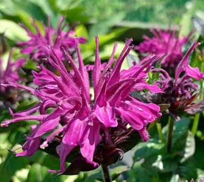 Monarda Sugar Buzz® ‘Rockin’ Raspberry’ 🎸🍓🌸🐝