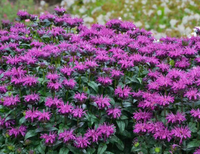 Monarda Sugar Buzz® ‘Rockin’ Raspberry’ 🎸🍓🌸🐝