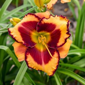 Daylily Rainbow Rhythm® ‘Blazing Glory’ 🔥🌼✨