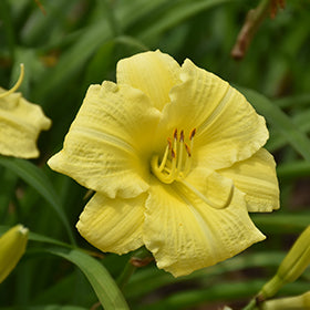 Daylily Rainbow Rhythm® ‘Going Bananas’ 🍌💛🌼