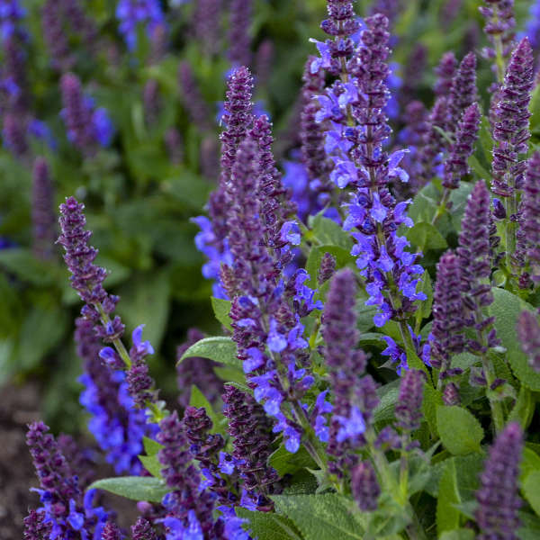 Salvia Nemorosa ‘Purple Profusion’ 💜🔥🐝