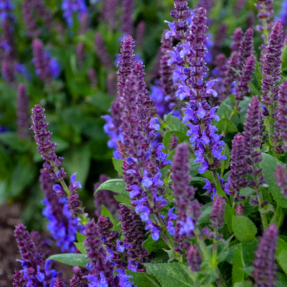 Salvia Nemorosa ‘Purple Profusion’ 💜🔥🐝