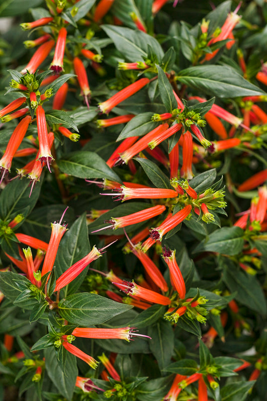 Cuphea ‘Vermillionaire’ 🔥🌺🐝