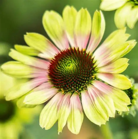Echinacea ‘Prairie Blaze Vintage Lime’ 💚🔥✨
